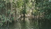 In the Mangroves