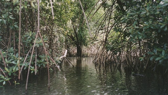 Mongroves